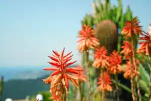 Aloe vera flower and cacti in Monaco's exotic garden
